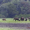 039 LOANGO Inyoungou Prairie avec Troupeau Elephants et Buffles 12E5K2IMG_79015wtmk.jpg